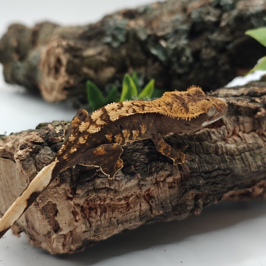 Gekon orzęsiony Axanthic NN - HetAxa2
