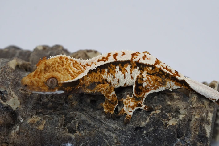 Kawaa Geckos