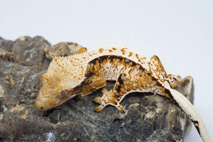 Kawaa Geckos