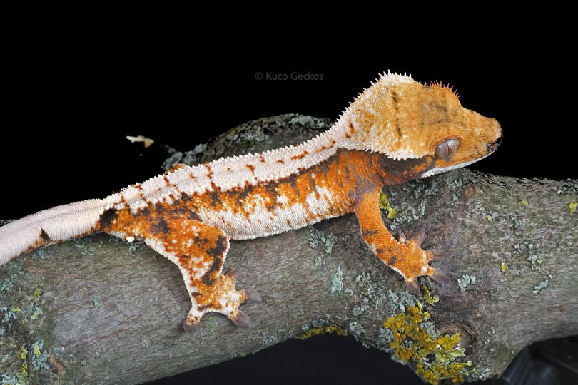 Kuco Geckos
