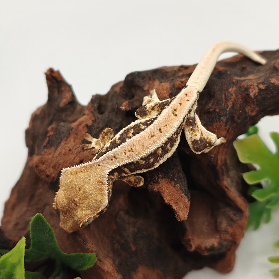 Gekon orzęsiony Lilly White NN - LW3