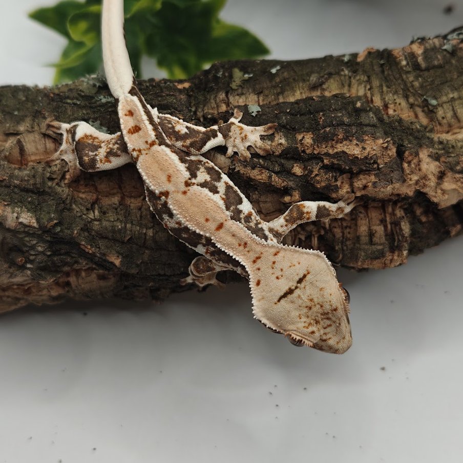 Gekon orzęsiony Lilly White NN - LW5