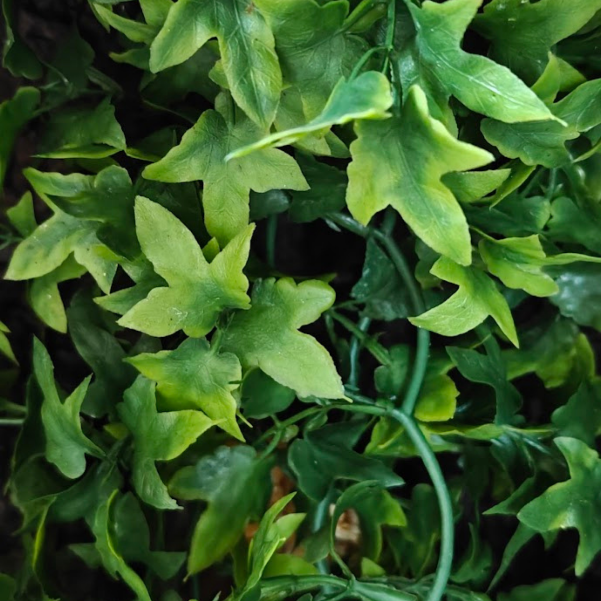 ZooMed Roślina sztuczna Congo Ivy